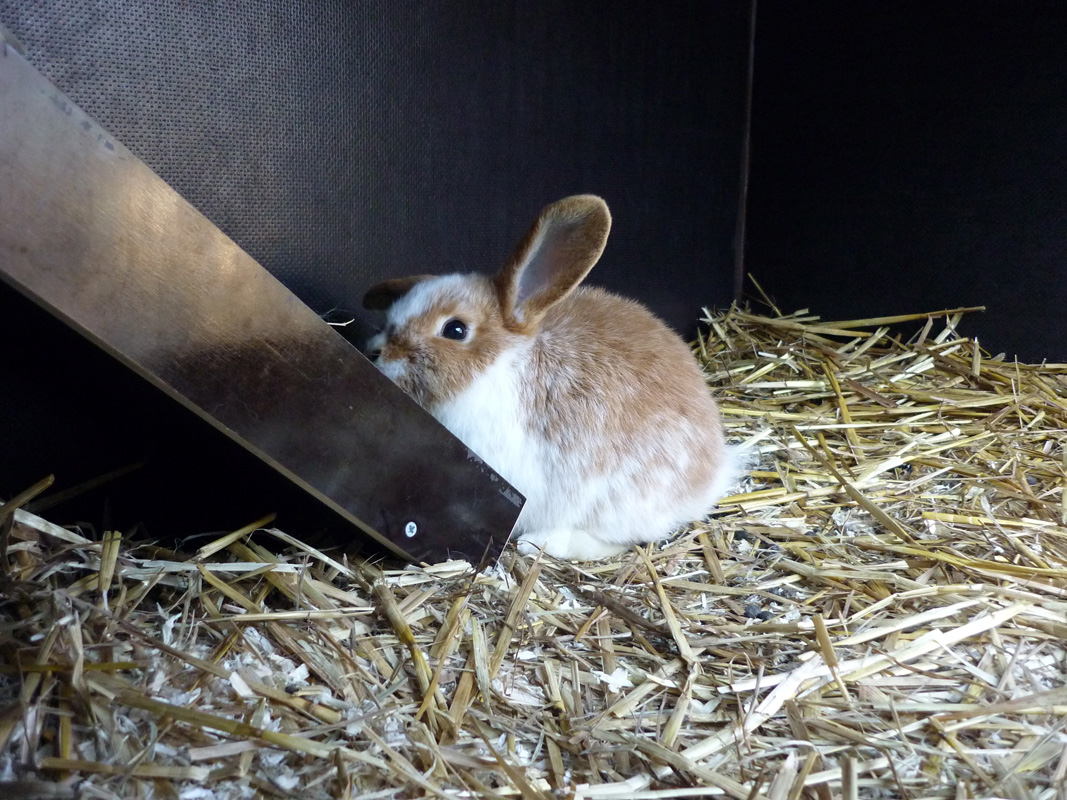 Diese Treppe f�hrt zum Futter. Yammy!