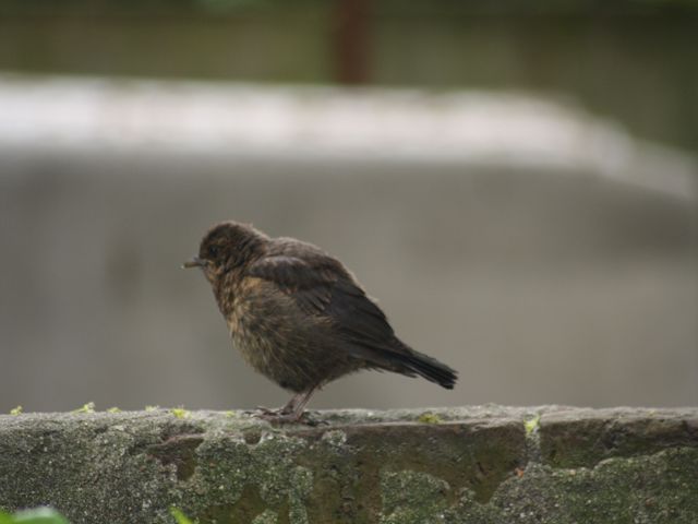 Amseljungvogel von diesem Jahr