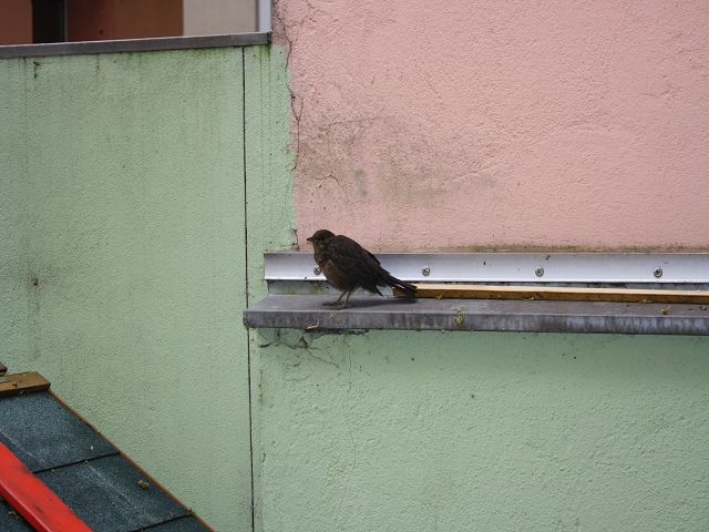 Amseljungvogel