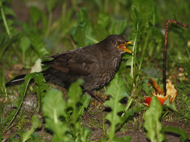 Amsel beim Apfel futtern .