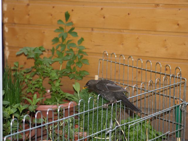 k IMG 5961