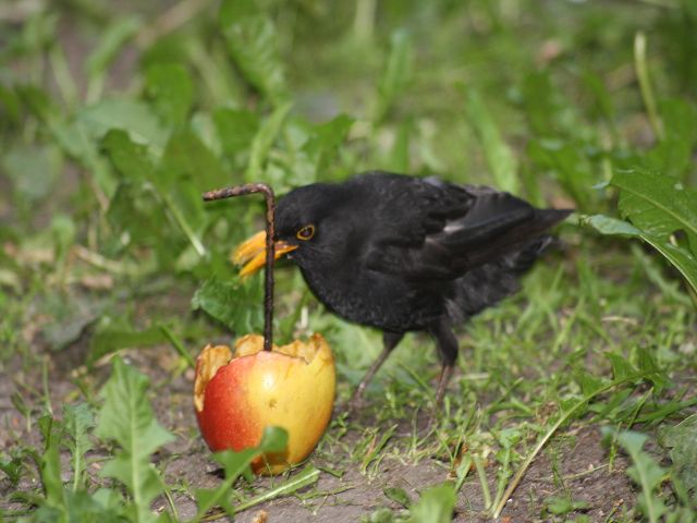 Kleine Amsel ohne Schwaz
