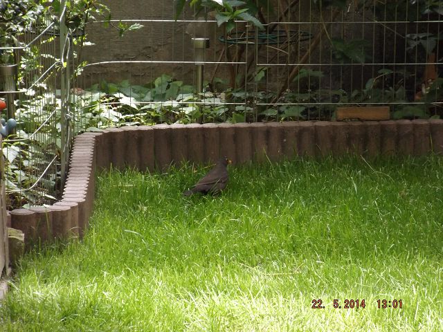 Na wo ist die Amsel ?