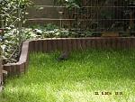 Na wo ist die Amsel ?