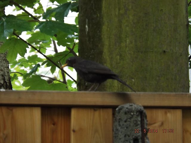 k DSCF0473