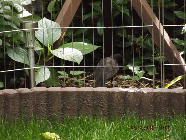 k DSCF0464