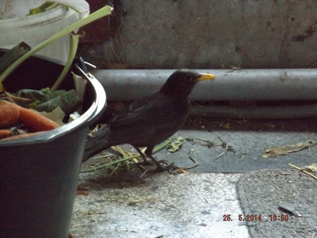 und frech obendrein