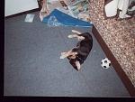 Mein Hund Joey