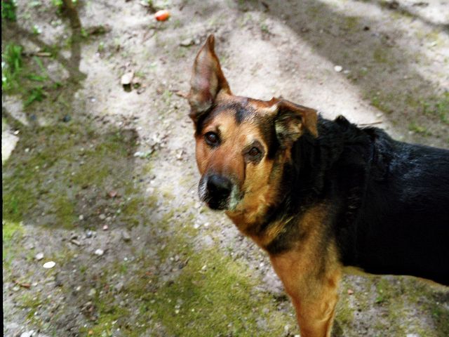Eins der letzten Bilder von meinem geliebten Joey