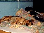 Ja Joey hat gerne bei mir im Bett geschlafen .