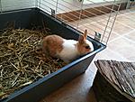 Milly
