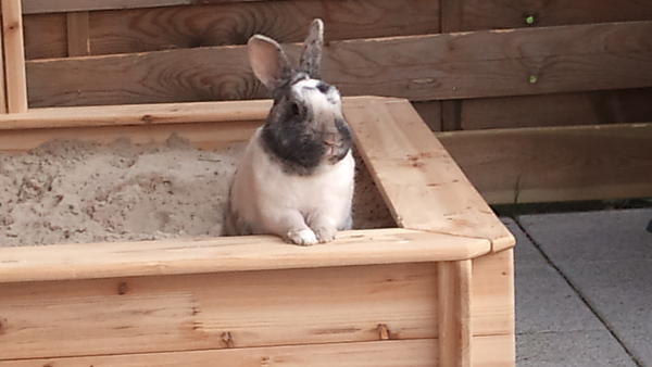 Der W�chter der Sandkiste :-)