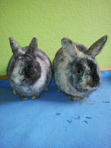 idi und fee 4