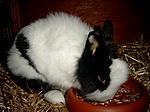 Meine Bunnys
