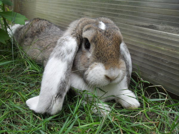 Moppelchen am chillen