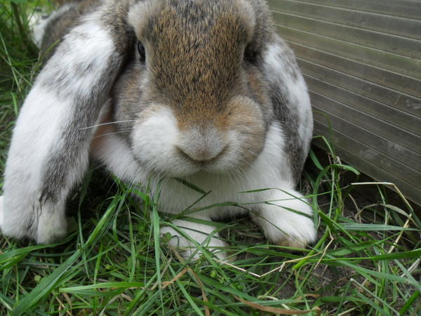 Moppelchen