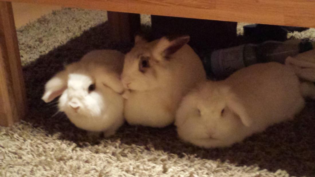 Bodo, Ruby & Einstein