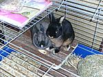Klopfer & Nala