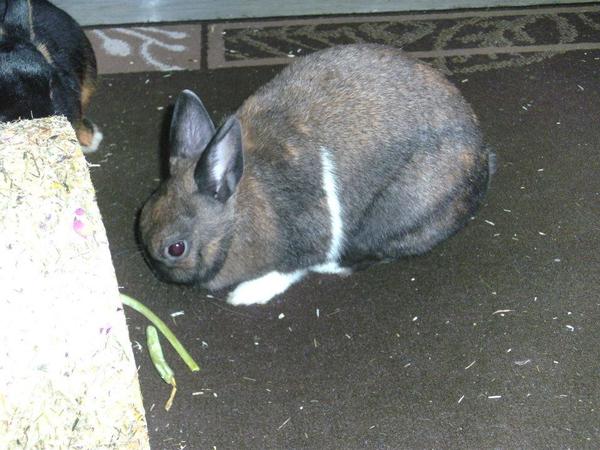 Klopfer