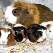 Meerschweinchen