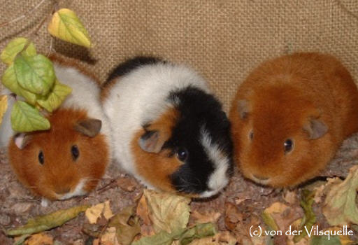 Meerschweinchen
