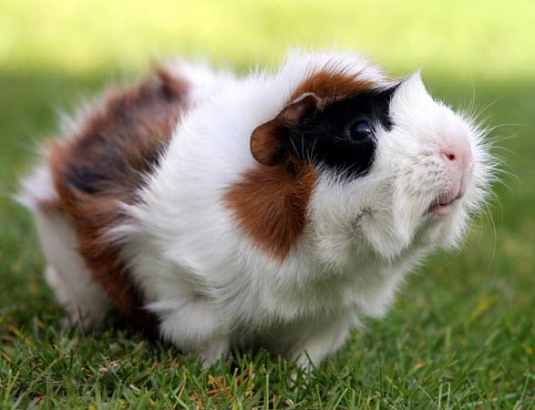 Meerschweinchen