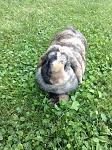 IMG 0153 
 
Circe, wie sie im Garten den Fr�hling genie�t..... :-)