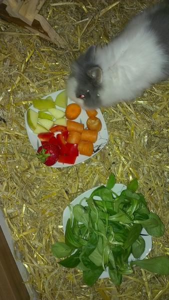 Hoppel bei seiner lieblingsbesch�ftigung.