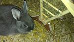 Schnuffel neben der Heuraufe