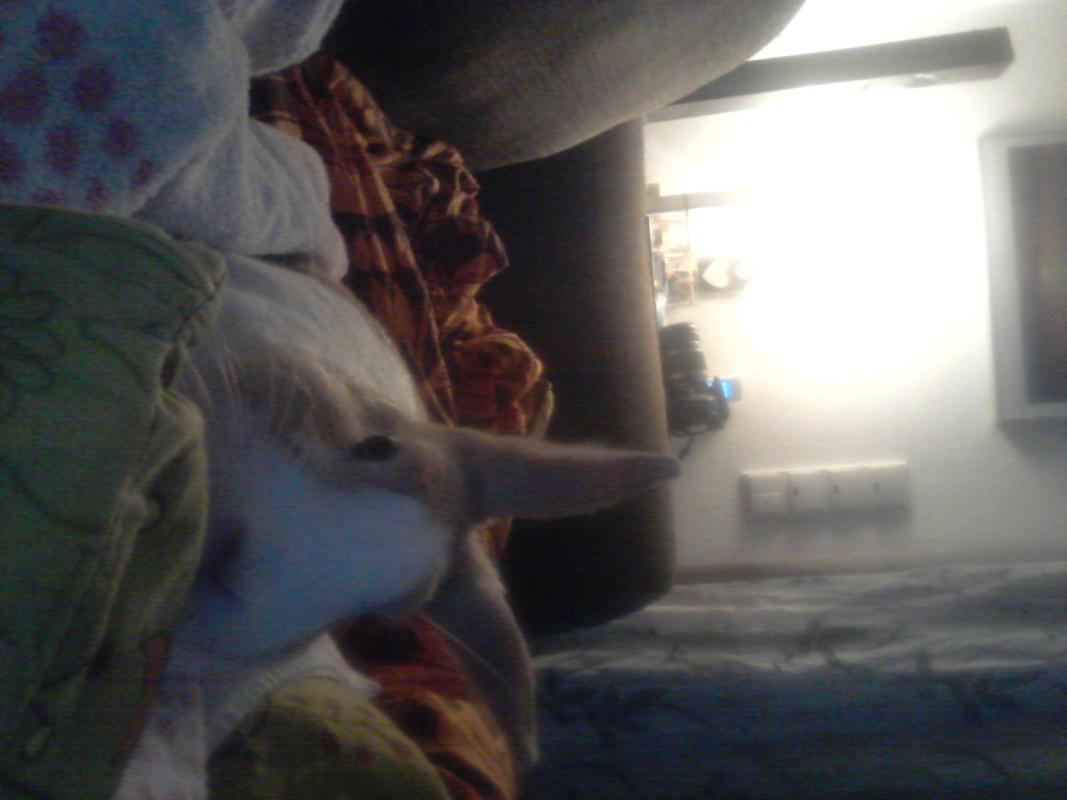 Was habe ich �ber das sofa gesagt? !