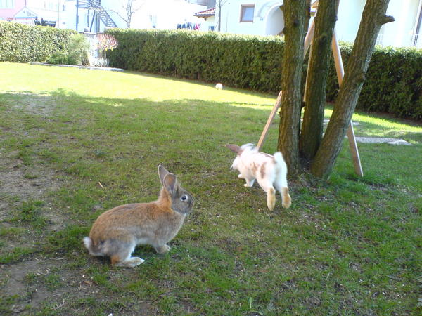 bekommen jeden tag auslauf ohne ende im rie�igen garten..