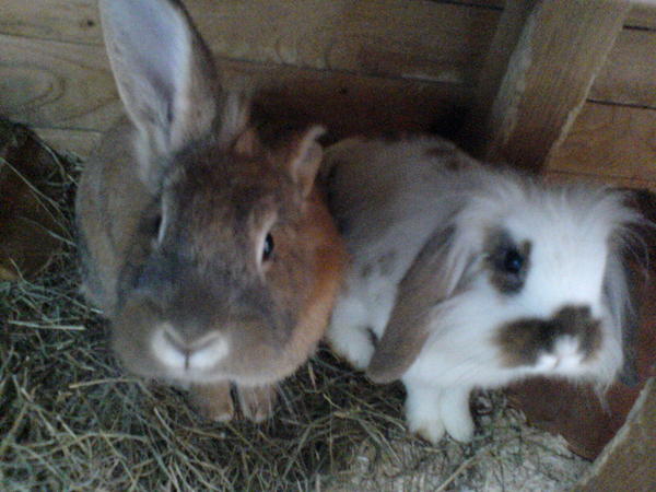 romi und wolle