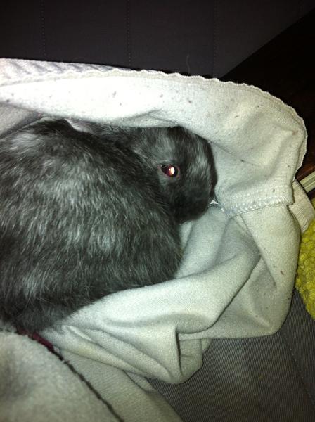 schnell verstecken!