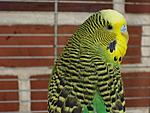 Der L�tte