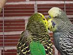 Der L�tte & Cookie