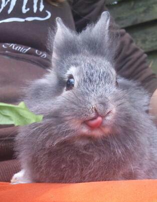 Poki unser m�nnlichen Kaninchen
