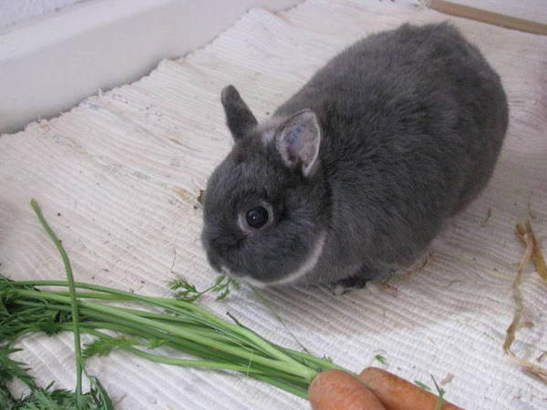 Charlie 1