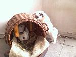 M�tzchen und Flocke - Mutter und Sohn - kamen beide im Sommer 2011 zu mir.