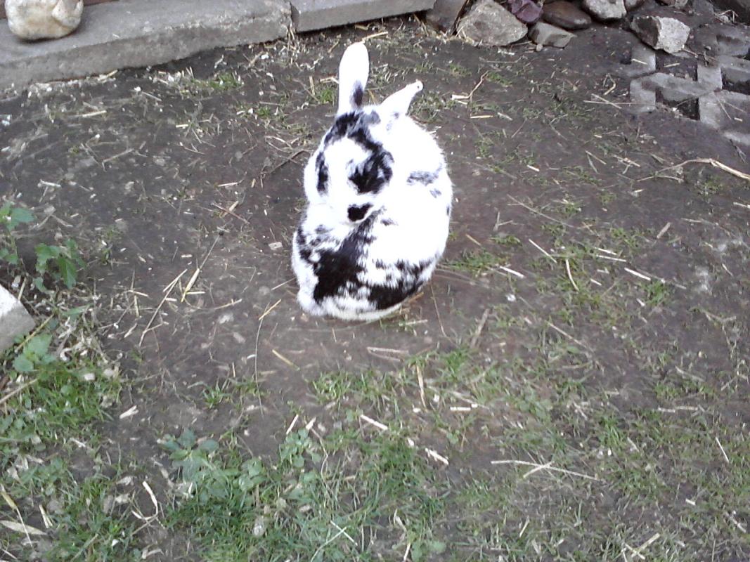Lilly - was hab ich denn da wieder f�r einen Fleck??
