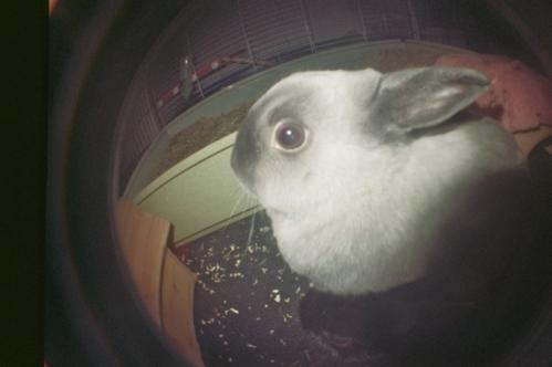 Klippo