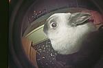 Klippo