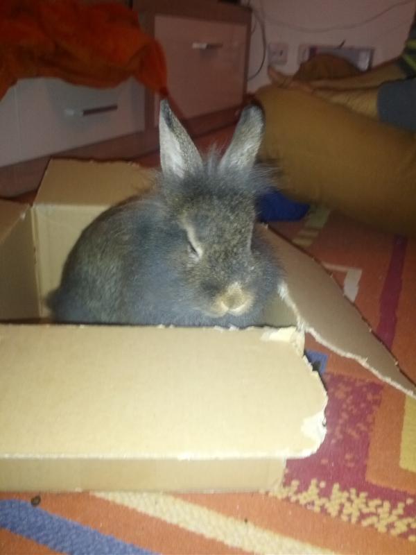 Nala :)