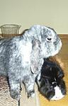 Rambo und mein Schweinchen Lucy