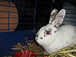 Hanibal