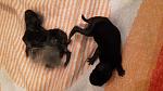Links dann verstorbene baby und rechts das kr�ftigste