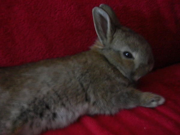 Lulu