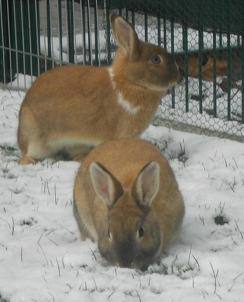 schnee8