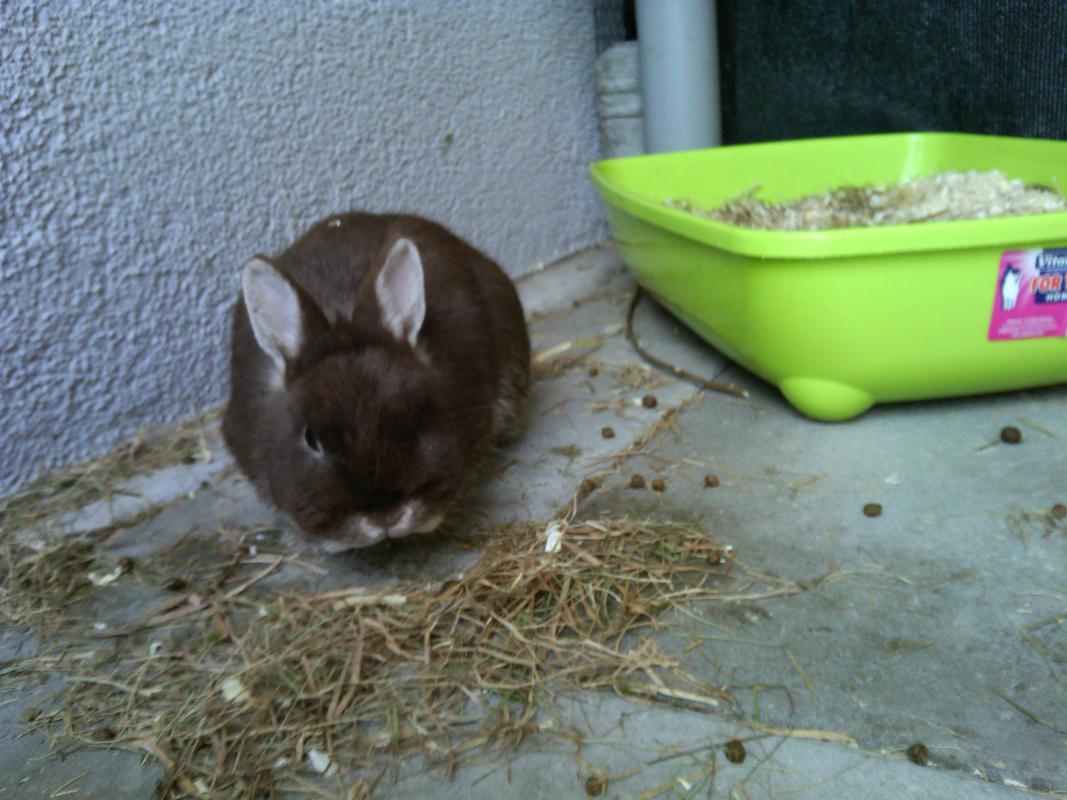 Unsere neue kleine Mausi 1 Jahr alt.