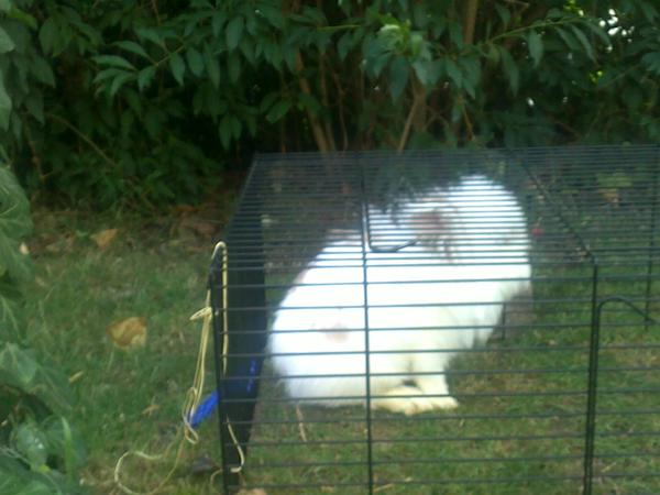 Jenny