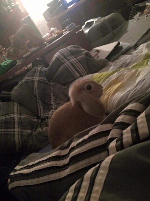Nettes Bett, hier koennts mir gefallen XD